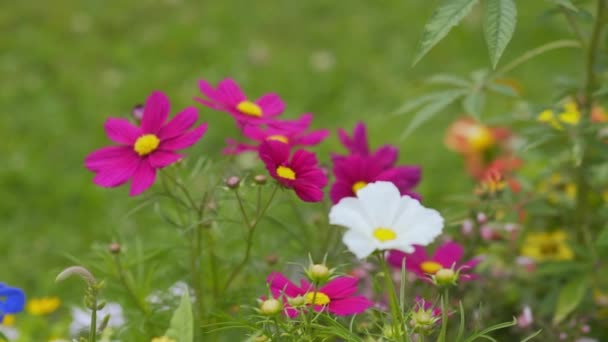 Wildflowers swaying in the wind — Stock Video