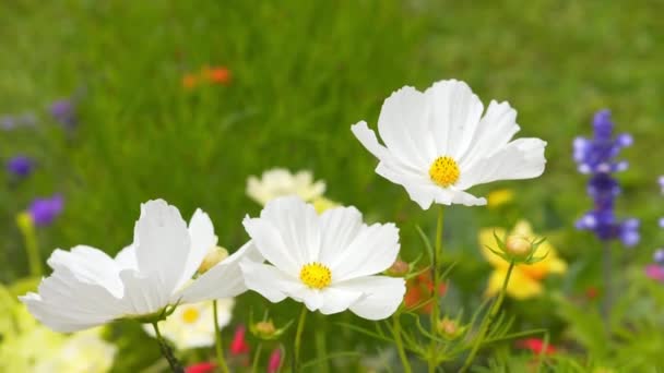 Flores silvestres balanceándose en el viento — Vídeo de stock