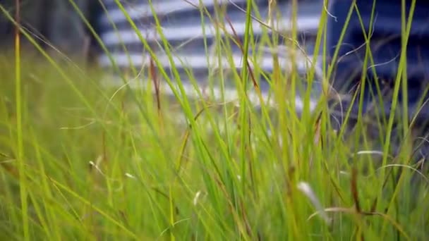 fond herbe verte se balançant dans le vent 