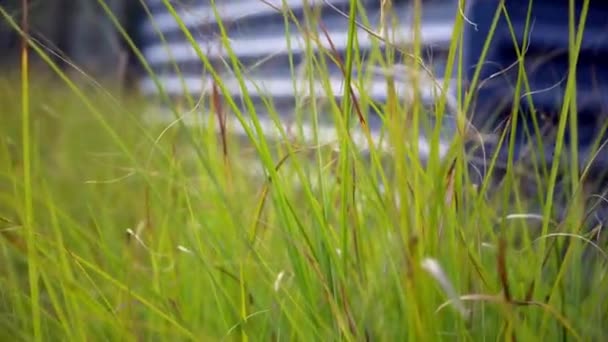 Fondo hierba verde balanceándose en el viento — Vídeos de Stock