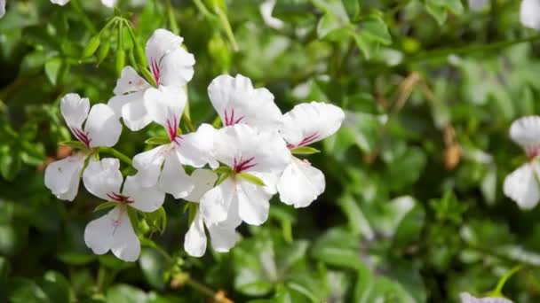 Mooie witte wilde bloemen in de wind — Stockvideo