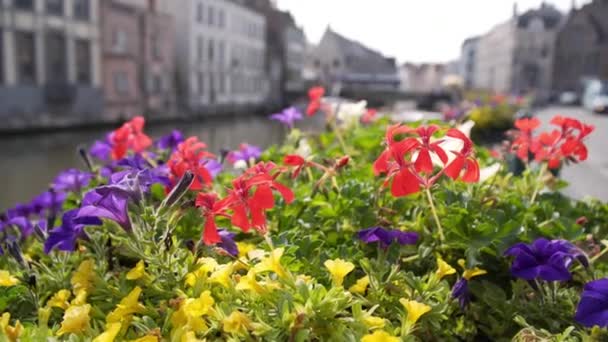 Vackra vilda blommor på bakgrunden av Brygge — Stockvideo