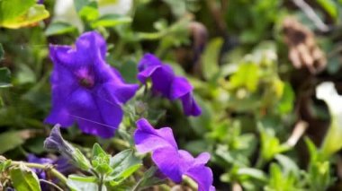 Bruges arka plan üzerinde güzel kır çiçekleri