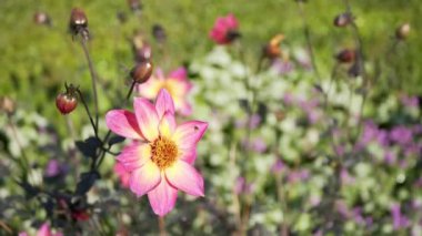 Bahçenizi güzel kır çiçekleri