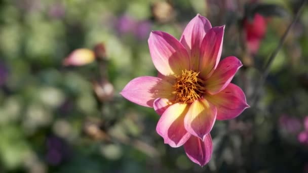 Lindas flores selvagens nos canteiros de flores — Vídeo de Stock