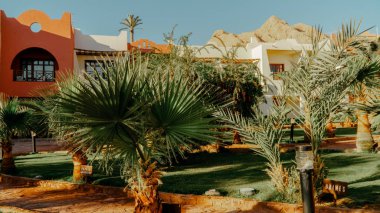 Mısır kırmızı deniz palmiye ağaçları ve deniz