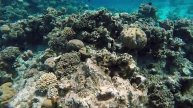 Mısır Dahab Kızıldeniz dalış