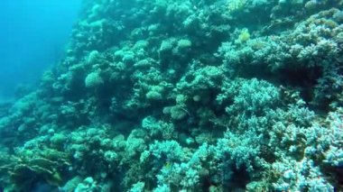 Mısır Dahab Kızıldeniz dalış