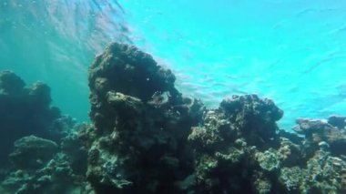 Mısır Dahab Kızıldeniz dalış