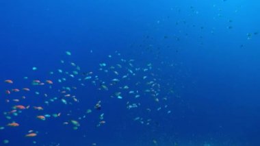 Mısır Dahab Kızıldeniz dalış