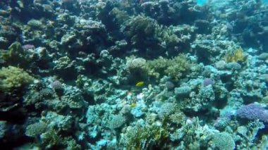 Mısır Dahab Kızıldeniz dalış