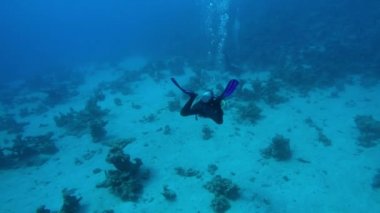 Mısır Dahab Kızıldeniz dalış