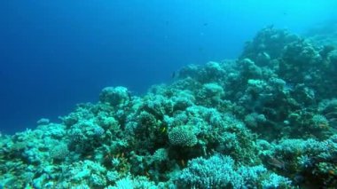 Mısır Dahab Kızıldeniz dalış