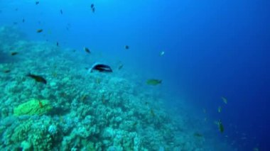 Mısır Dahab Kızıldeniz dalış