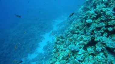 Mısır Dahab Kızıldeniz dalış