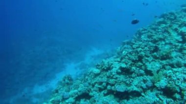 Mısır Dahab Kızıldeniz dalış