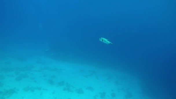 エジプトのダハブ紅海でのダイビング — ストック動画
