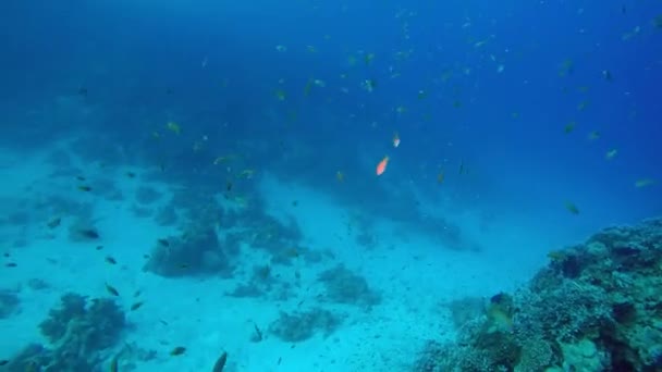 エジプトのダハブ紅海でのダイビング — ストック動画