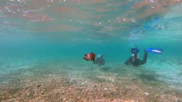 Egitto Dahab immersioni nel mare rosso — Video Stock