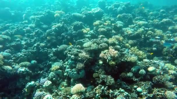 Egypte Dahab Plongée Dans Mer Rouge — Video