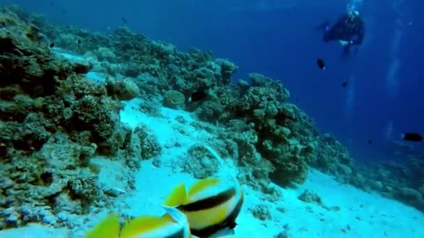 Egypten Dahab dykning i Röda havet — Stockvideo