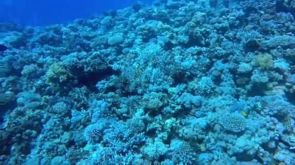 Egito Dahab mergulho no mar vermelho — Vídeo de Stock