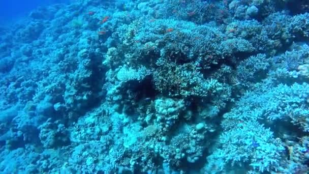 Egypten Dahab dykning i Röda havet — Stockvideo