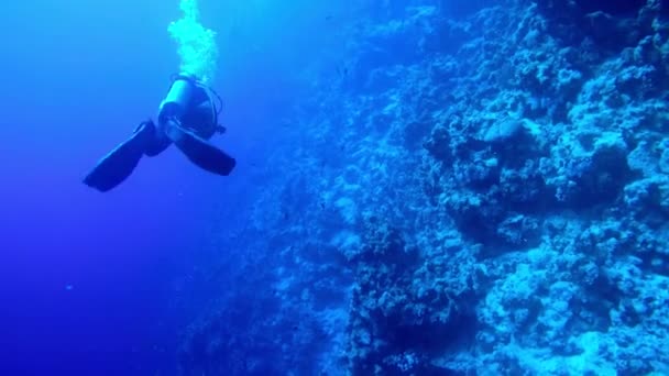埃及达哈布在红海潜水 — 图库视频影像