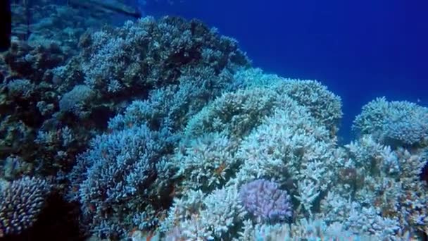 Egipto Dahab buceo en el mar rojo — Vídeo de stock