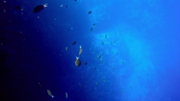 Egitto Dahab immersioni nel mare rosso — Video Stock