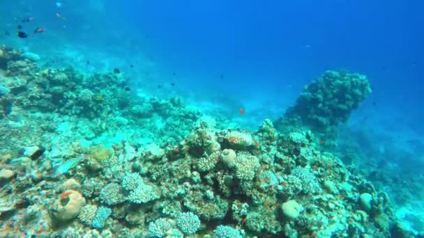 Egypten Dahab dykning i Röda havet — Stockvideo