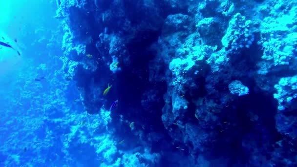 Прыжки в воду в Красном море — стоковое видео