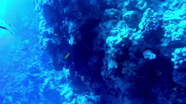 Egipto Dahab buceo en el mar rojo — Vídeo de stock