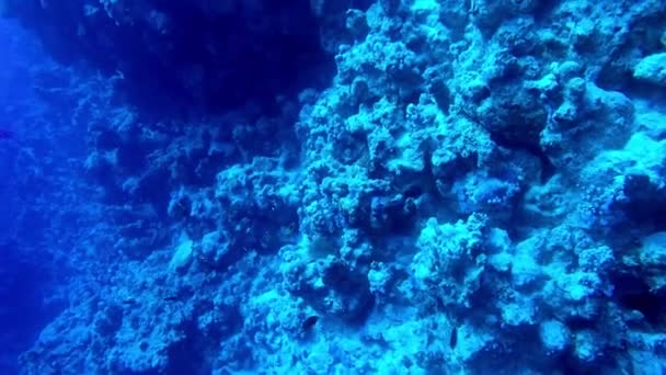 Egypt Dahab diving in the red sea — Stock Video