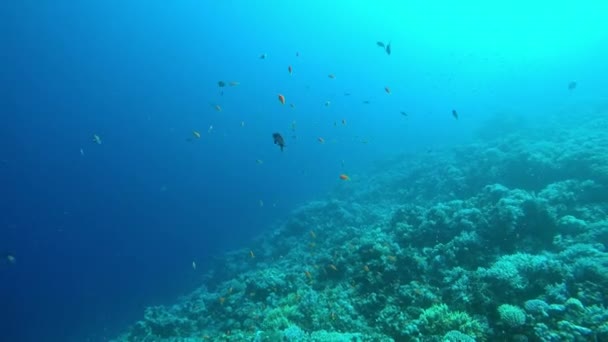 Egypten Dahab dykning i Röda havet — Stockvideo