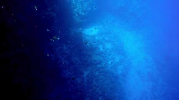 Egypt Dahab diving in the red sea — Stock Video