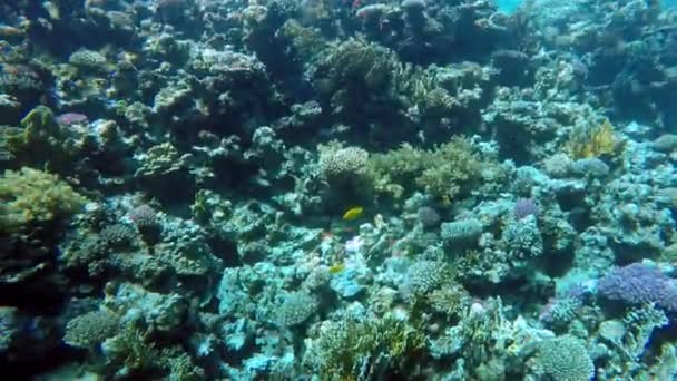 Egypt Dahab dykker i Rødehavet – stockvideo