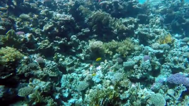 Egypt Dahab diving in the red sea — Stock Video