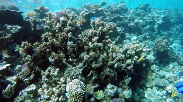 埃及达哈布在红海潜水 — 图库视频影像
