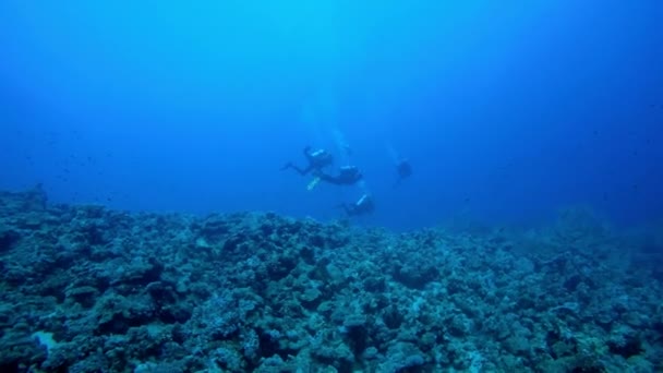 埃及达哈布在红海潜水 — 图库视频影像