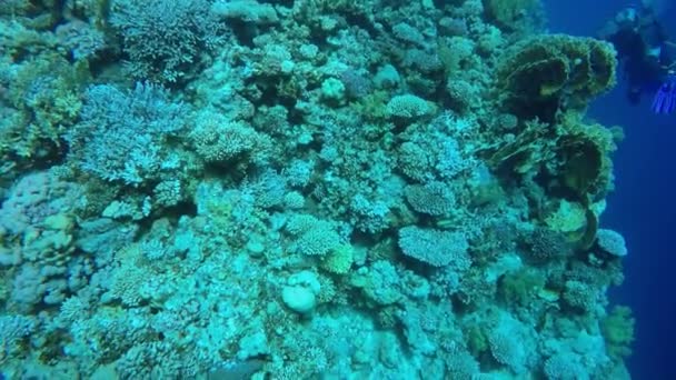 Egypten Dahab dykning i Röda havet — Stockvideo