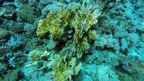 Egipto Dahab buceo en el mar rojo — Vídeo de stock