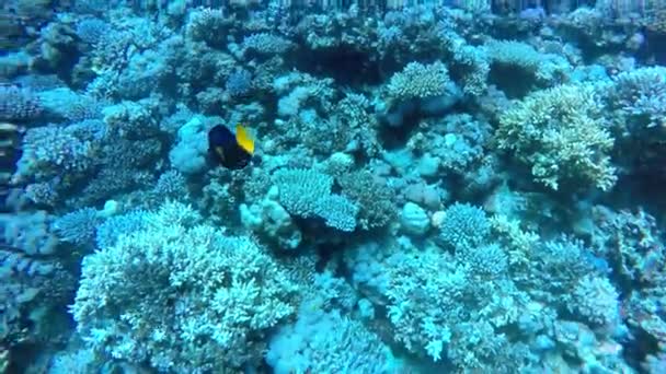 Egypt Dahab diving in the red sea — Stock Video