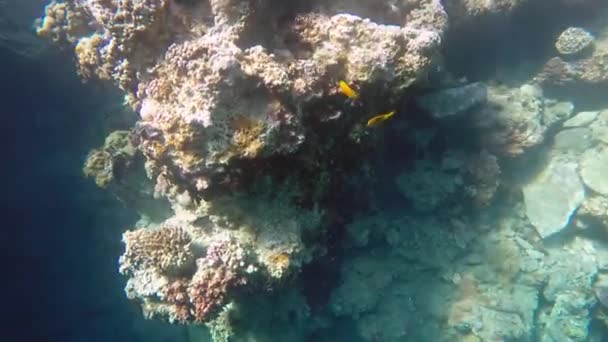 Egypten Dahab dykning i Röda havet — Stockvideo