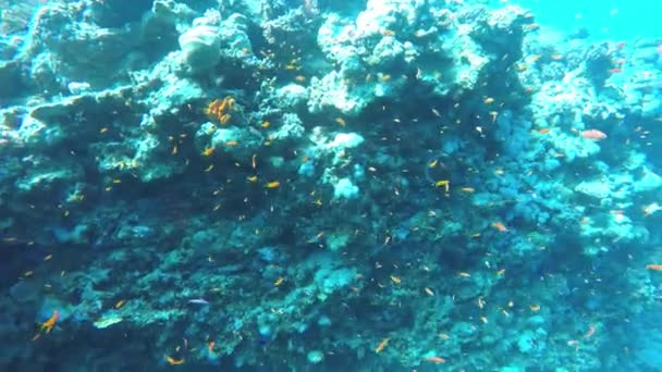 Egypte Dahab plongée dans la mer rouge — Video