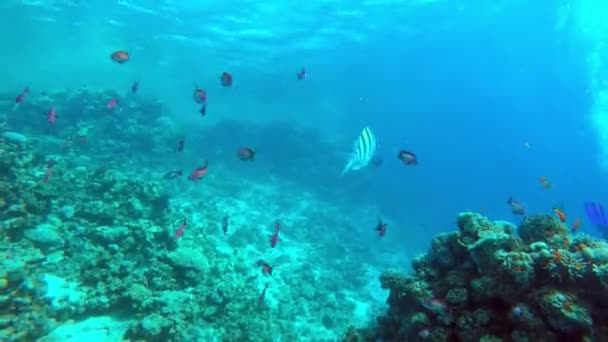 Egypte Dahab duiken in de rode zee — Stockvideo