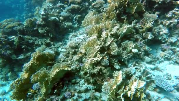 Egipto Dahab buceo en el mar rojo — Vídeo de stock