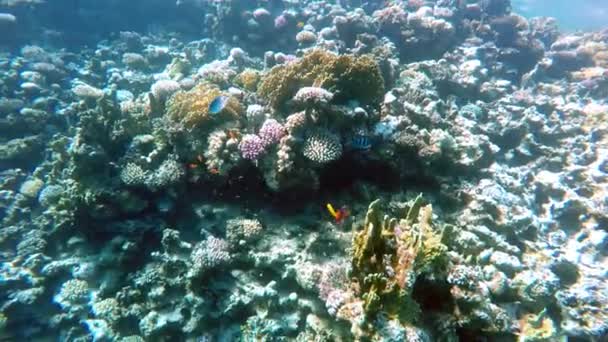 Egito Dahab mergulho no mar vermelho — Vídeo de Stock