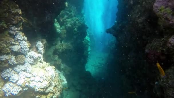 Egitto Dahab Immersioni Nel Mare Rosso — Video Stock