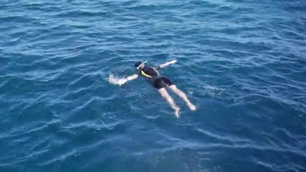 Egypt snorkelers in the water — Stock Video